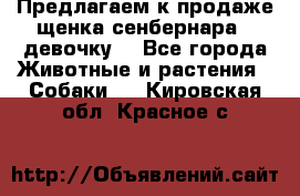 Предлагаем к продаже щенка сенбернара - девочку. - Все города Животные и растения » Собаки   . Кировская обл.,Красное с.